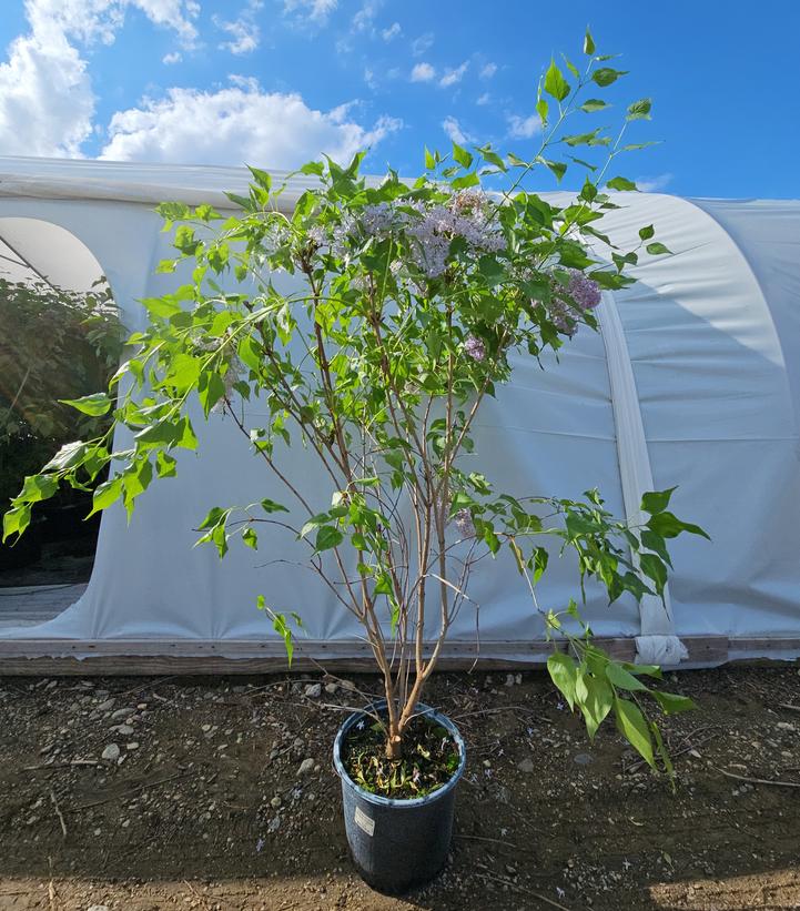 Syringa vulgaris New Age™ Lavender