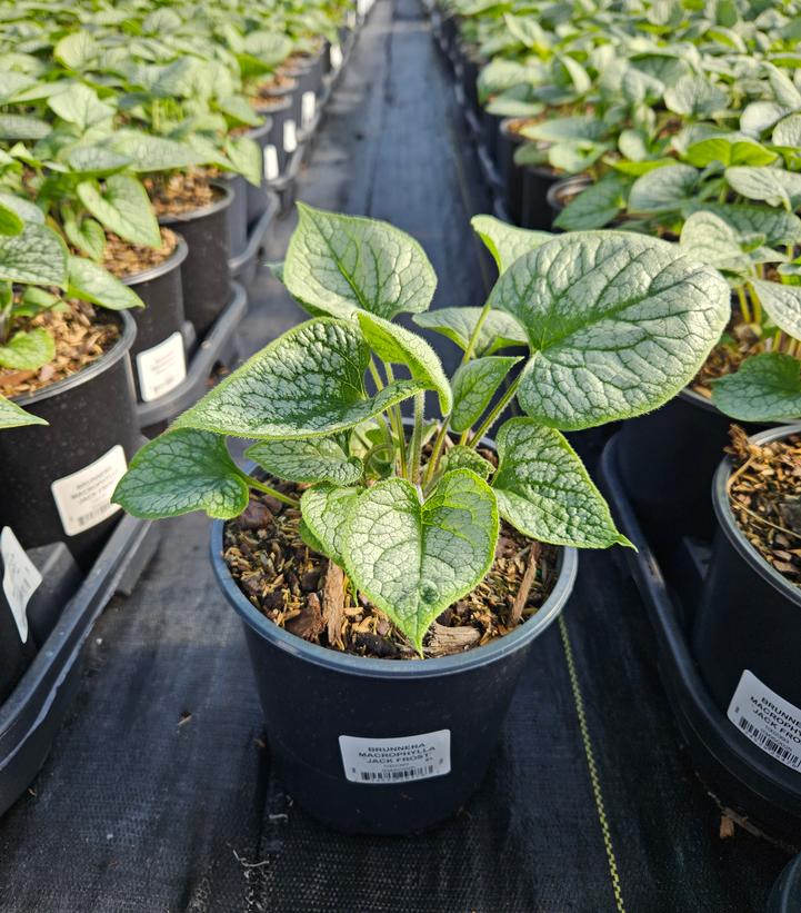 Brunnera macrophylla Jack Frost