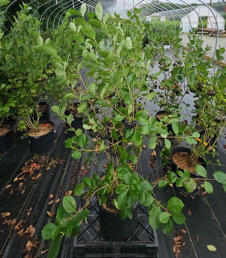 Aronia melanocarpa 'Viking'