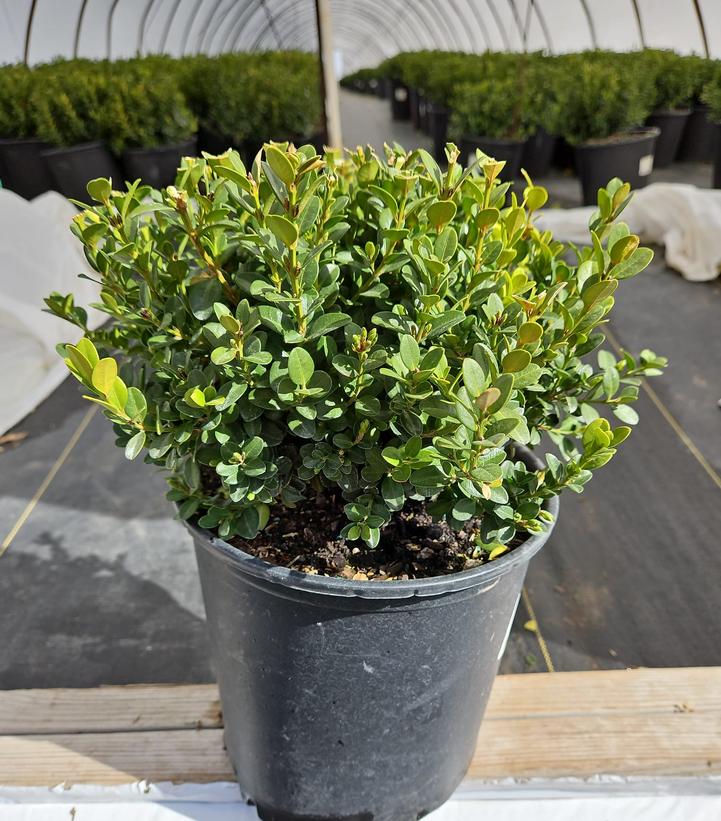 Buxus microphylla 'Little Missy'