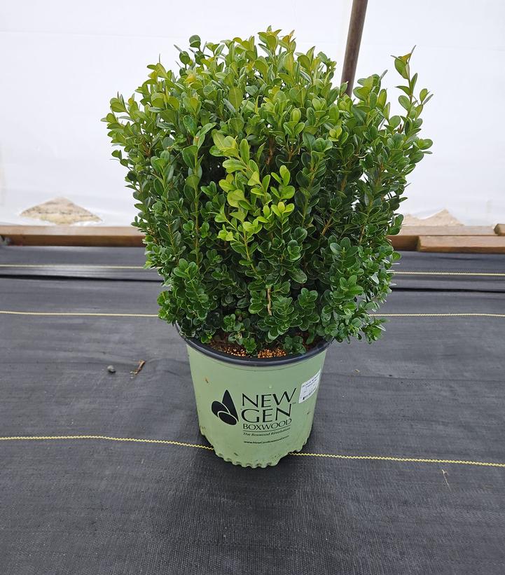 Buxus NewGen Freedom®