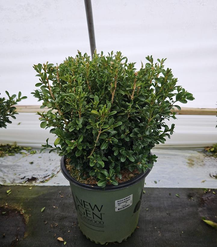 Buxus NewGen Independence®