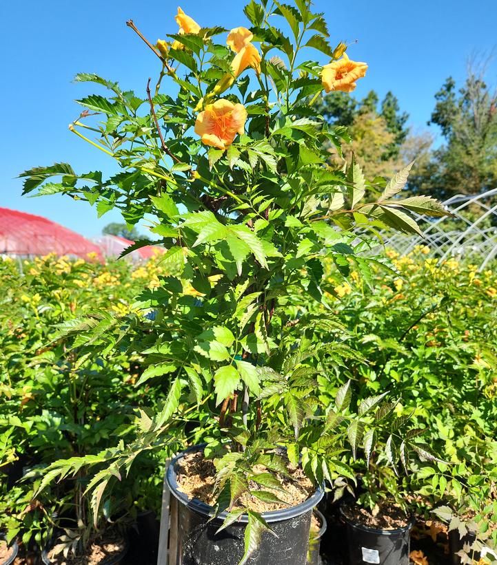 Campsis x tagliabuana Summer Jazz™ Sunrise Gold