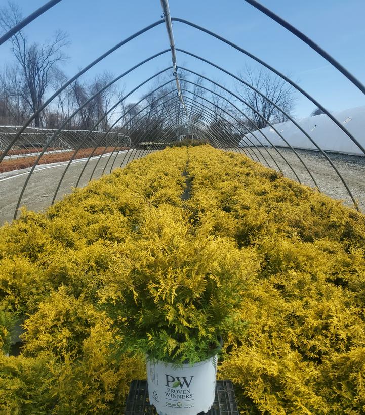 Chamaecyparis pisifera Soft Serve® Gold