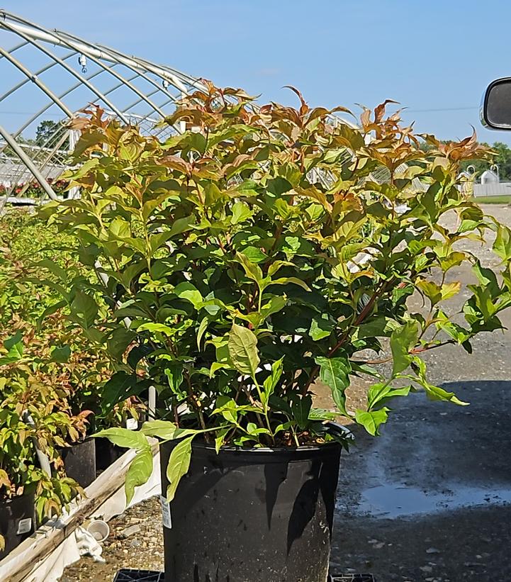 Diervilla lonicera 