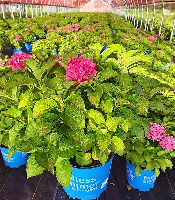 Hydrangea macrophylla Endless Summer® Summer Crush®