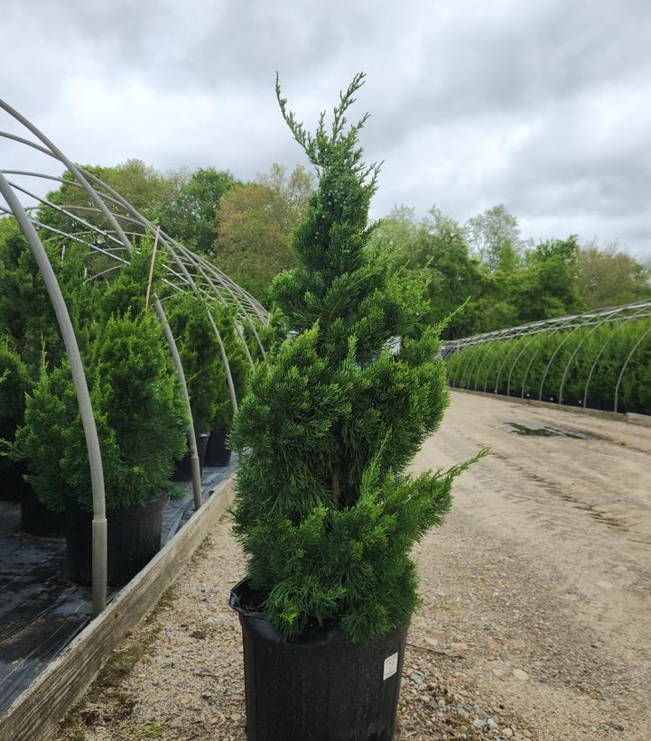 Juniperus chin. Torulosa