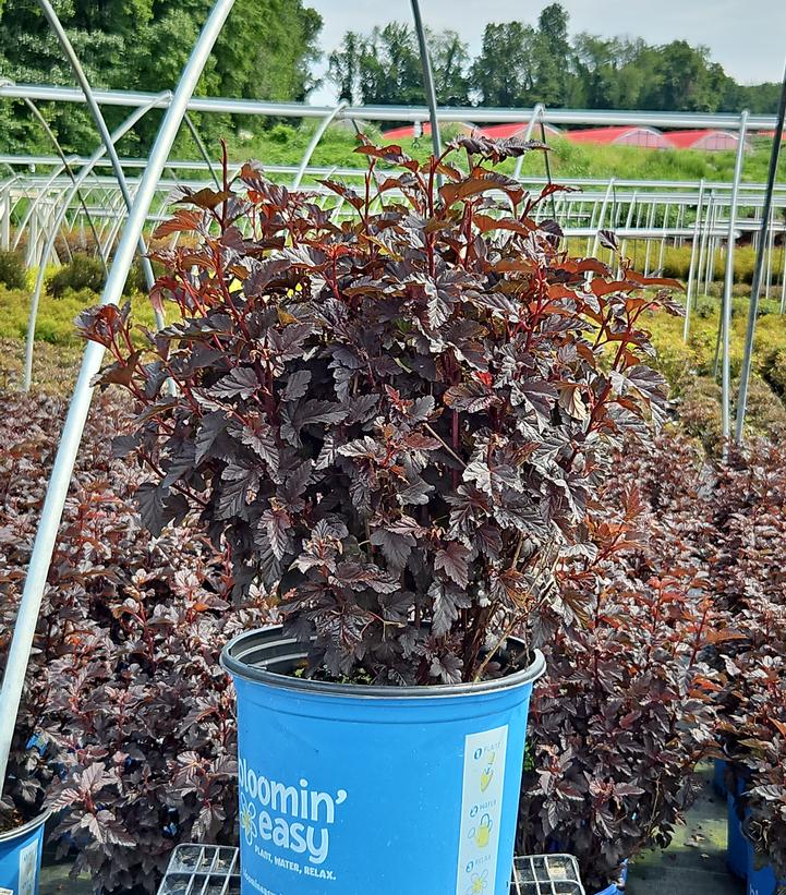 Physocarpus opulifolius Panther®
