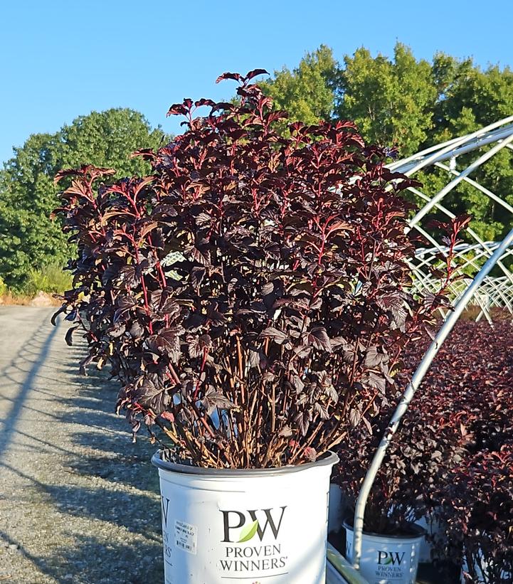 Physocarpus opulifolius Summer Wine® Black