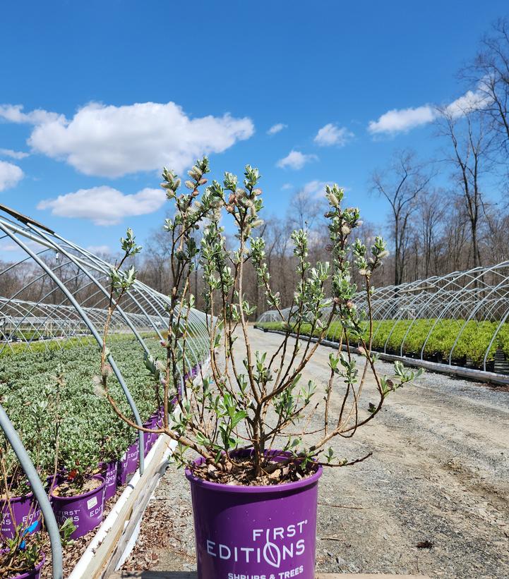 Salix candida Iceberg Alley®