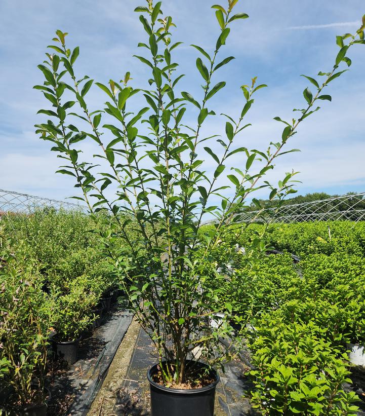 Salix gracilistyla 'Mt. Aso'