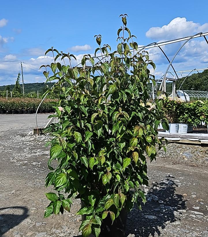 Cornus kousa 