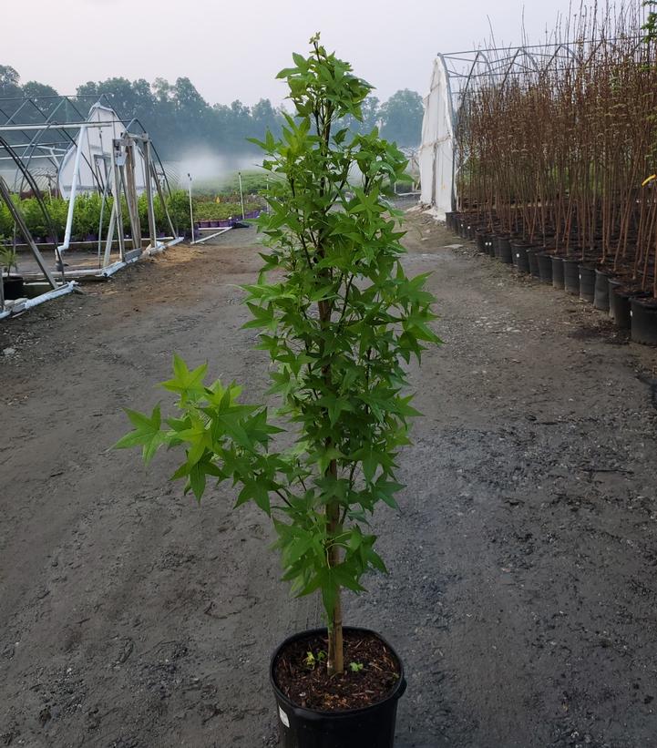 Liquidambar styraciflua Slender Silouette