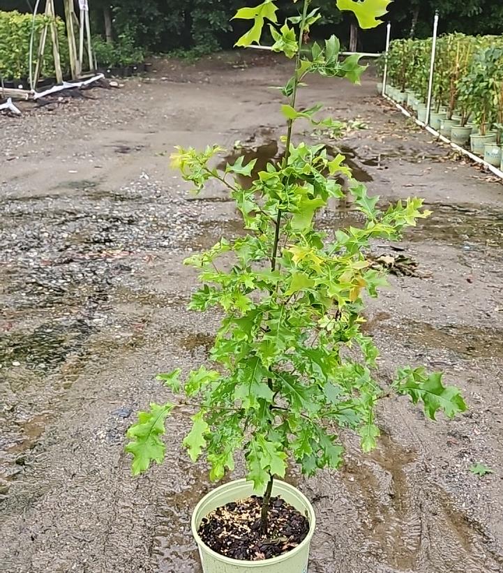 Quercus coccinea 