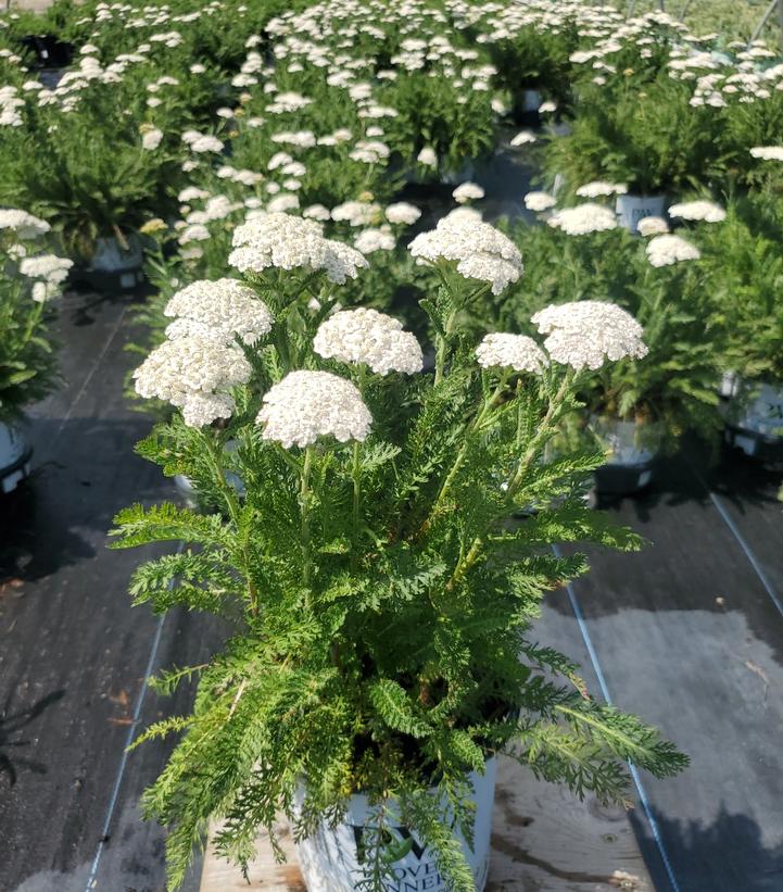 Achillea hybrid 'Firefly Diamond'