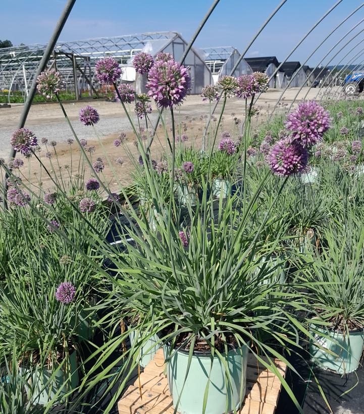 Allium 'Medusa'