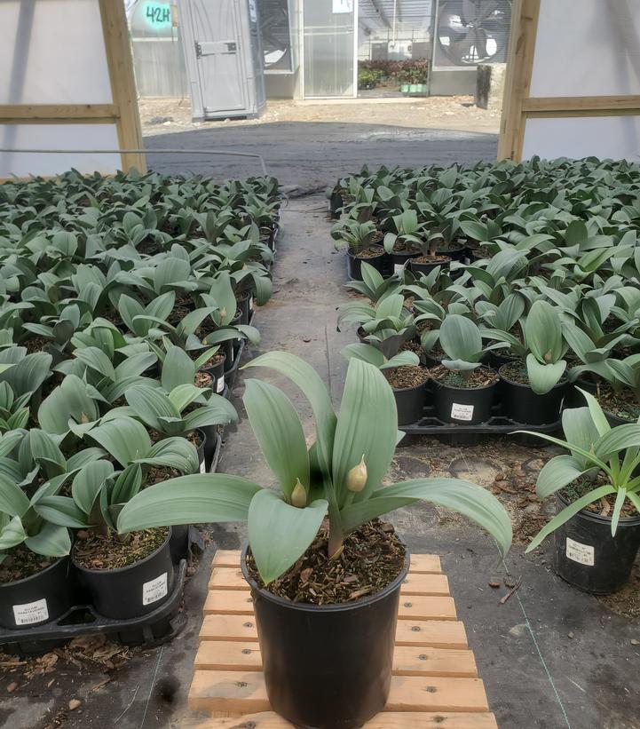 Allium karataviense 