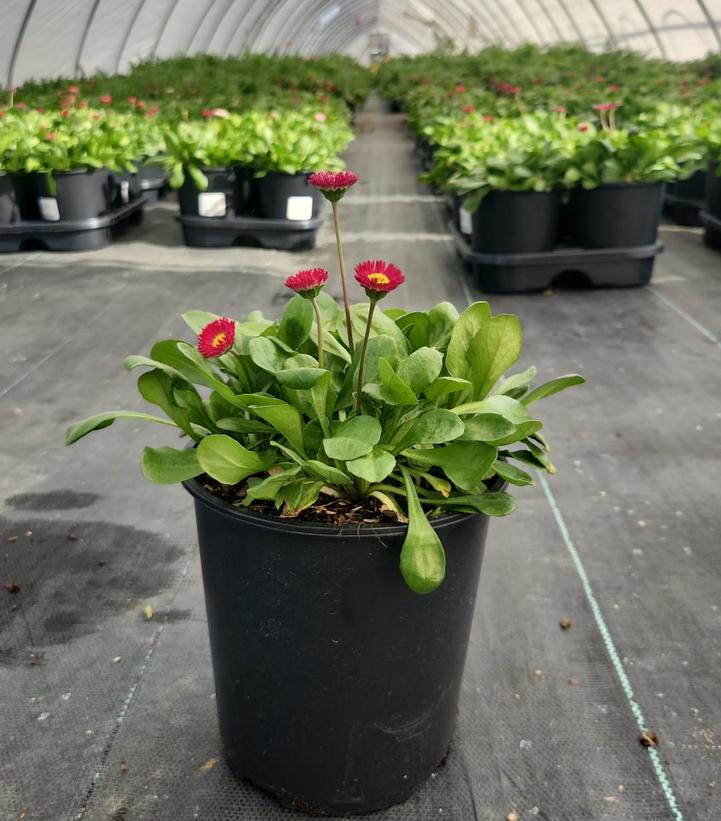 Bellis perennis Bellissima™ Red