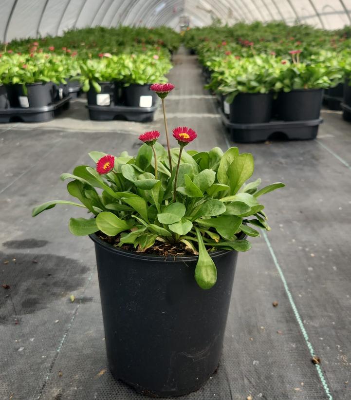 Bellis perennis Belissima™ Red