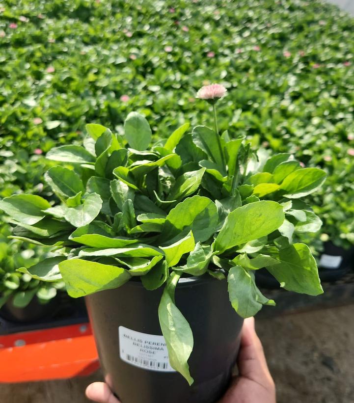 Bellis perennis Bellissima™ Rose