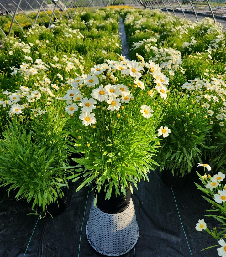 Coreopsis x Big Bang™ 'Polaris'