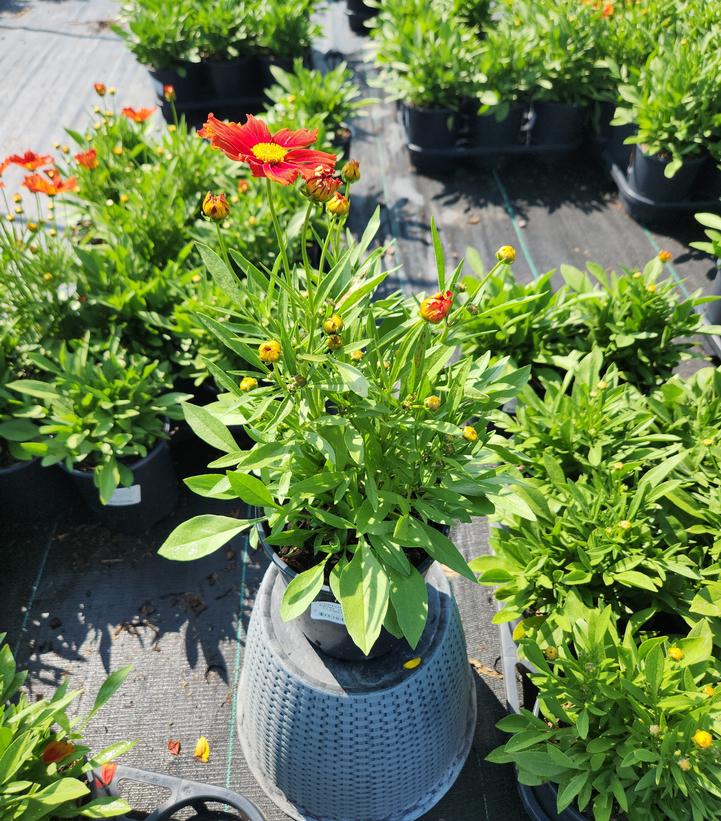 Coreopsis Li'l Bang™ 'Darling Clementine'