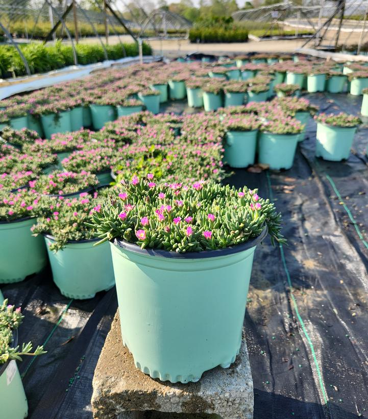 Delosperma cooperi Jewel of Desert® Rosequartz