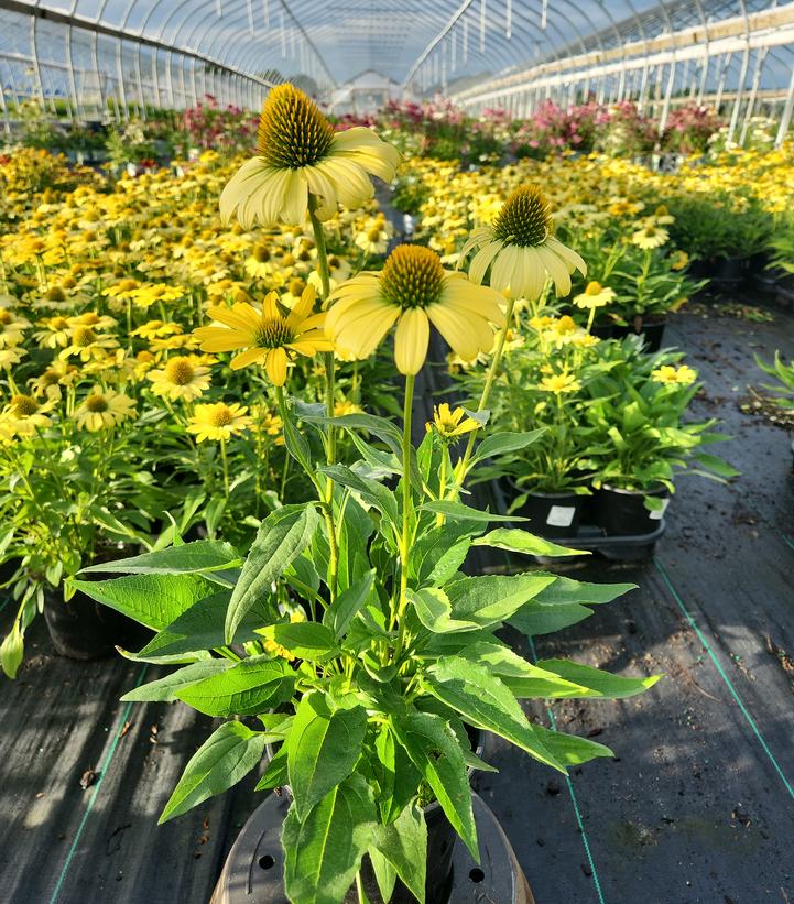 Echinacea purpurea Eye-catcher™ Canary Feathers