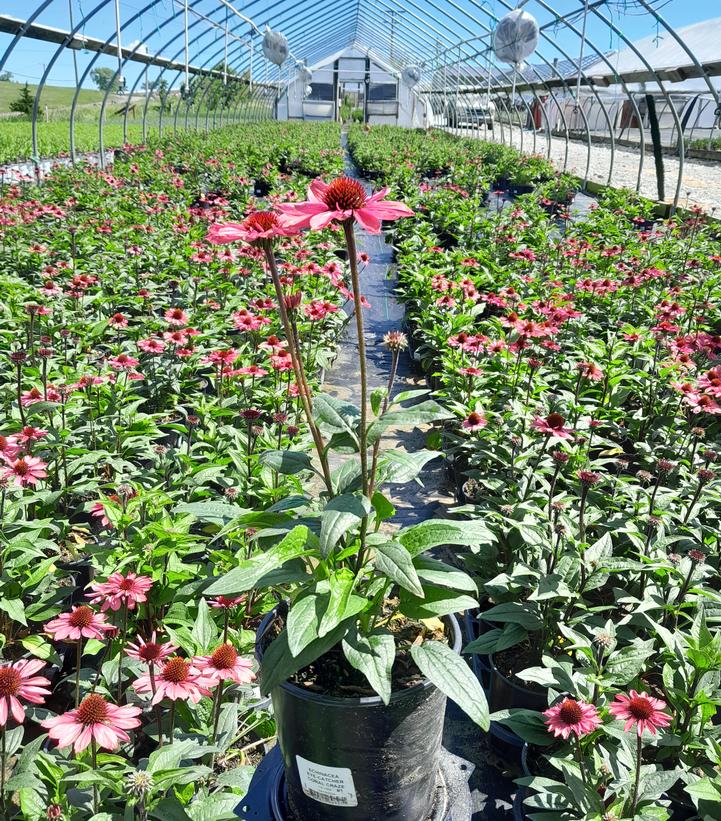Echinacea purpurea Eye-Catcher™ Coral Craze