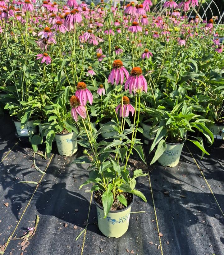 Echinacea purpurea 