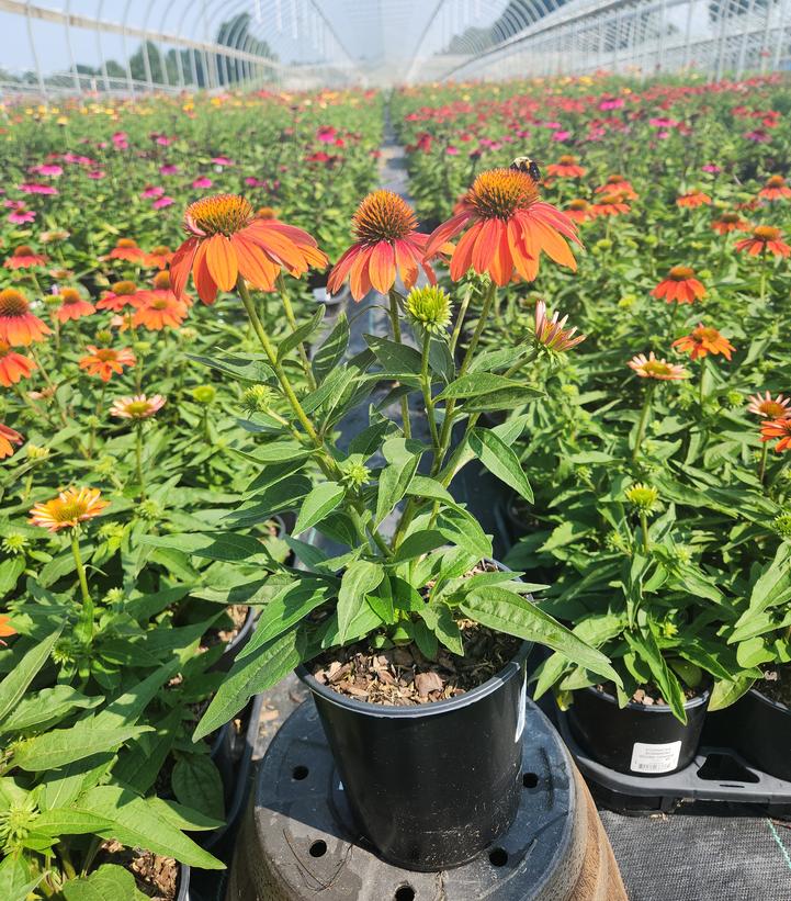 Echinacea x Sombrero® Adobe Orange