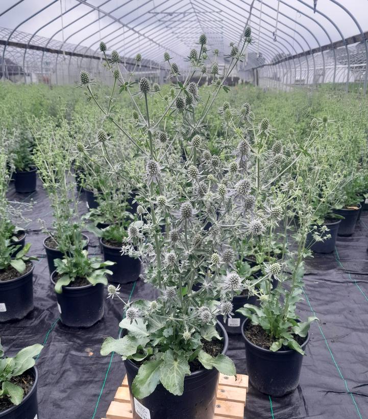 Eryngium planum Blue Glitter