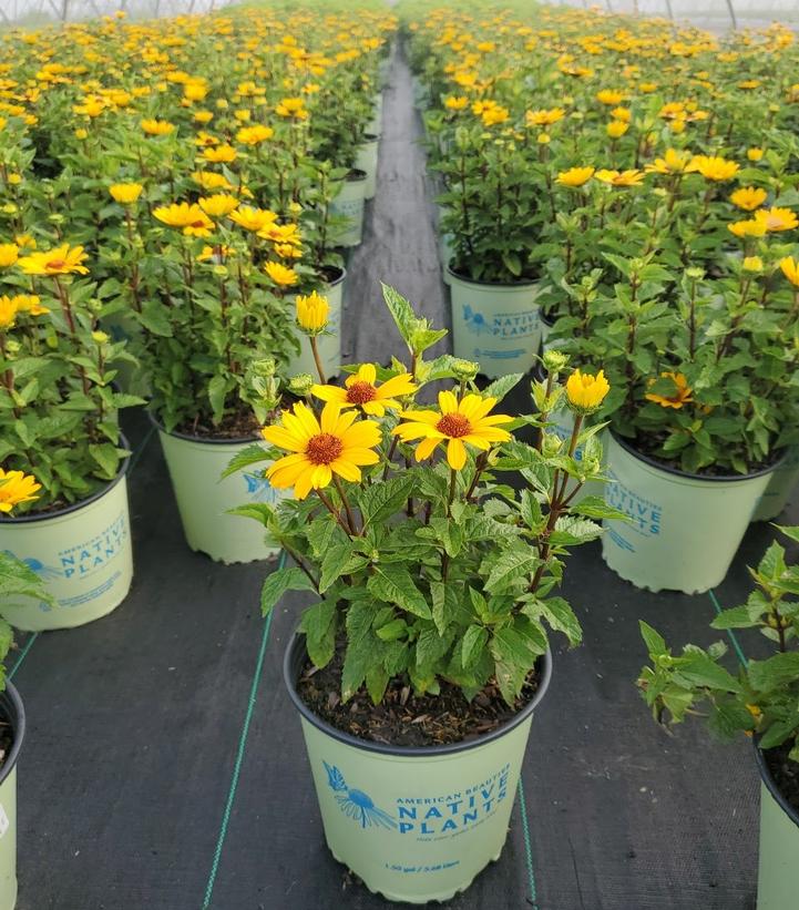 Heliopsis helianthoides 'Punto Rosso'