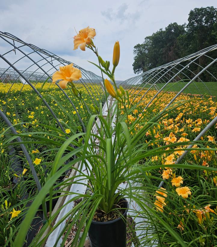 Hemerocallis Apricot Sparkles