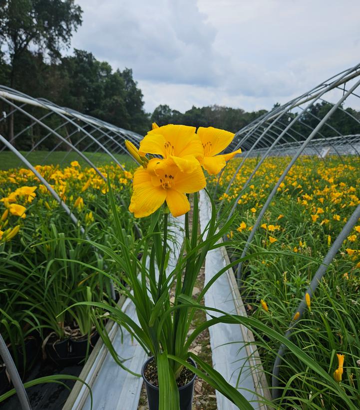 Hemerocallis 'Buttered Popcorn'