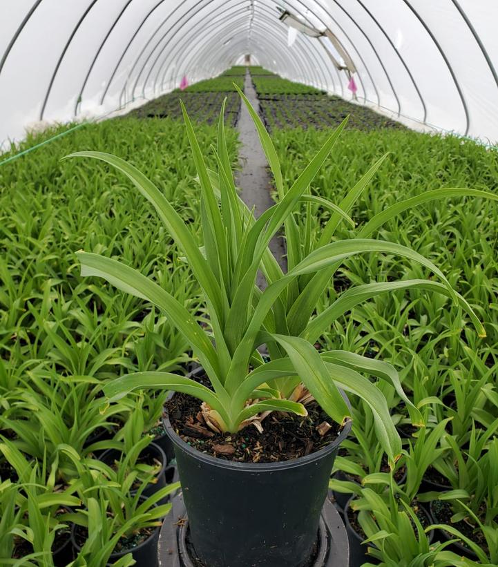 Hemerocallis 'Prairie Wildfire'