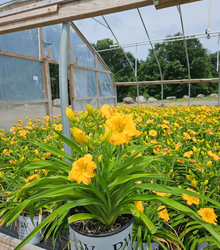 Hemerocallis hybrid Rainbow Rhythm® 'Orange Smoothie'