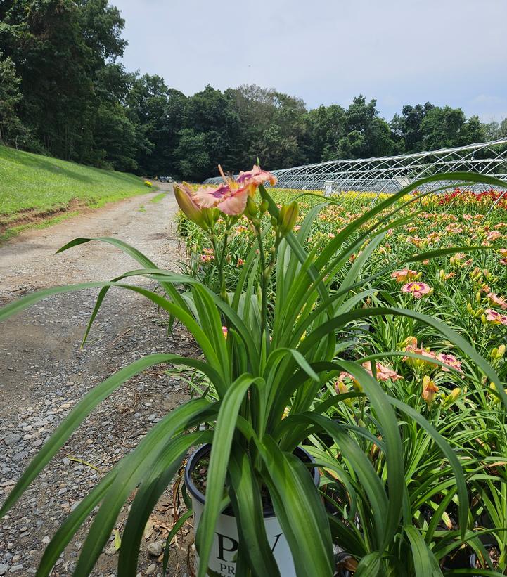 Hemerocallis hybrid Rainbow Rhythm® 'Sound of My Heart'