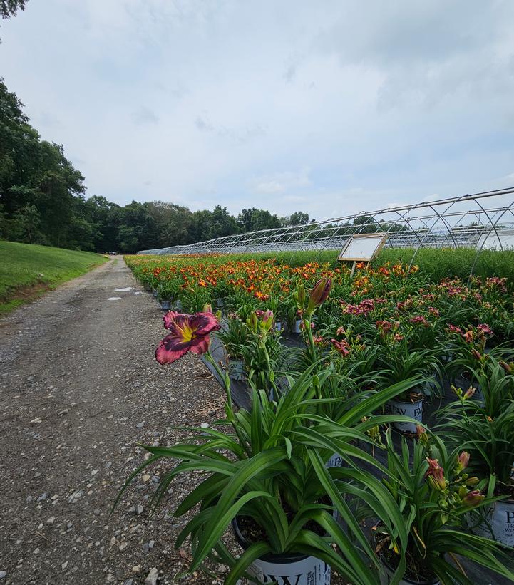 Hemerocallis hybrid Rainbow Rhythm® 'Storm Shelter'