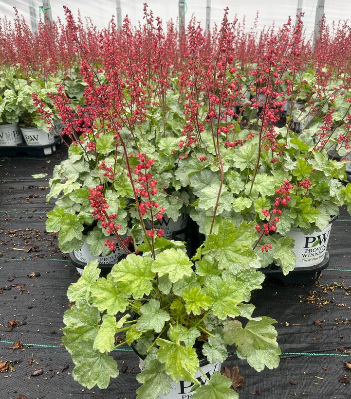 Heuchera hybrid Dolce® Dolce® 'Spearmint'