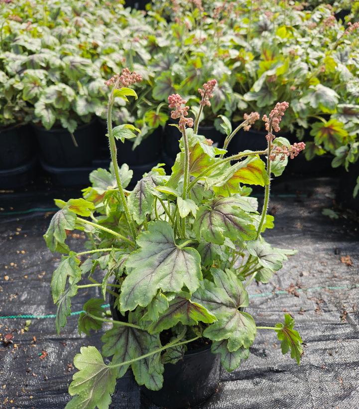 Heucherella 'Pink Fizz'