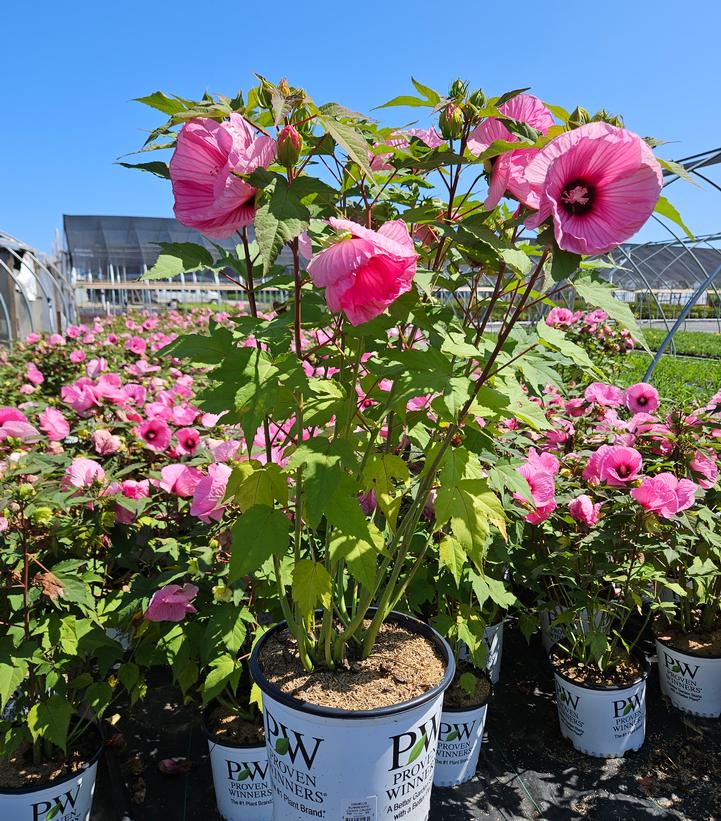 Hibiscus Summerific® 'Candy Crush'