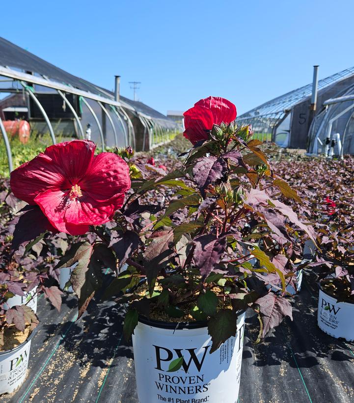 Hibiscus hybrid Summerific® Holy Grail