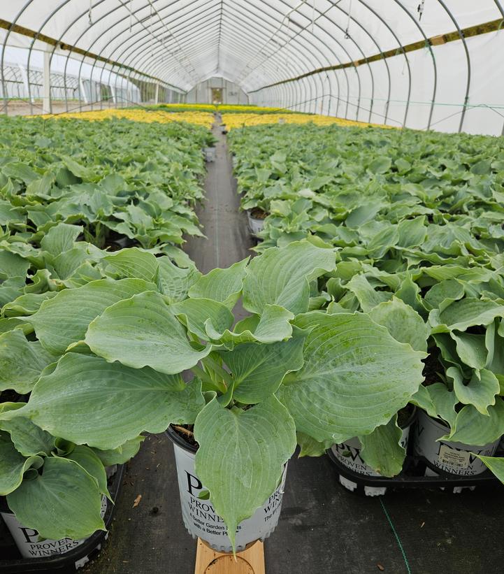 Hosta hybrid Shadowland® Shadowland® Diamond Lake