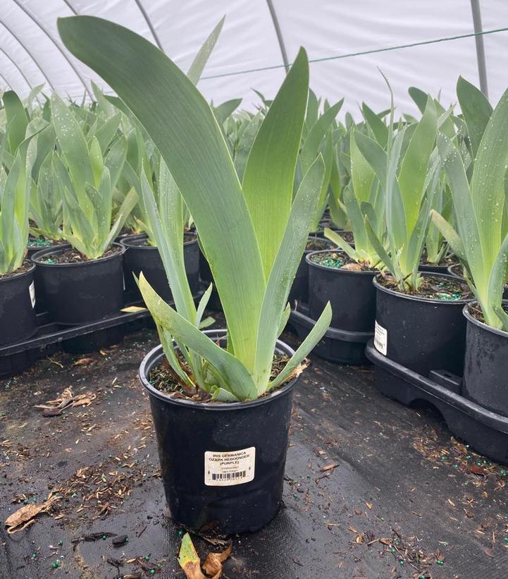 Iris germanica 'Ozark Rebounder'