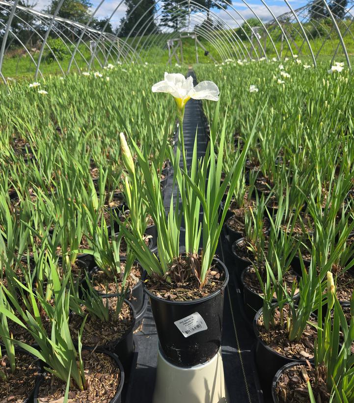 Iris sibirica 'Swans in Flight'