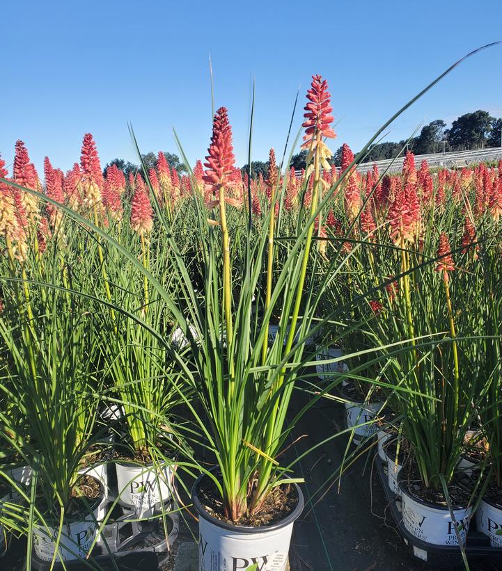 Kniphofia hybrid Pyromania™ 'Rockets Red Glare'