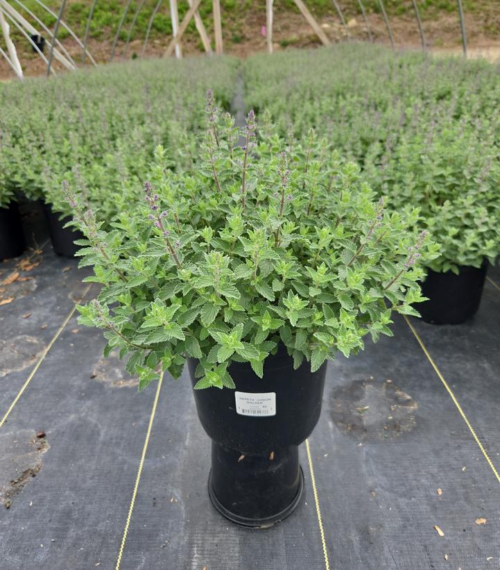Nepeta x faassenii Junior Walker™