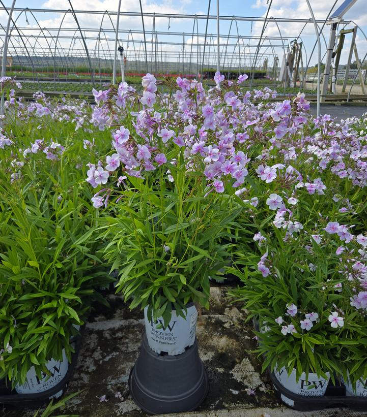 Phlox x 'Opening Act Pink-a-Dot'