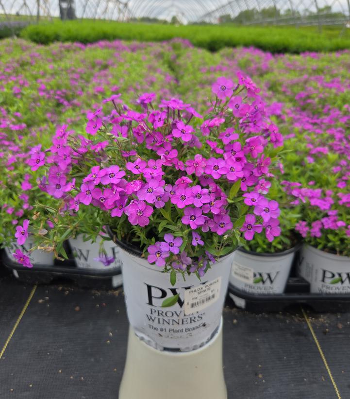 Phlox x 'Purple Sprite'